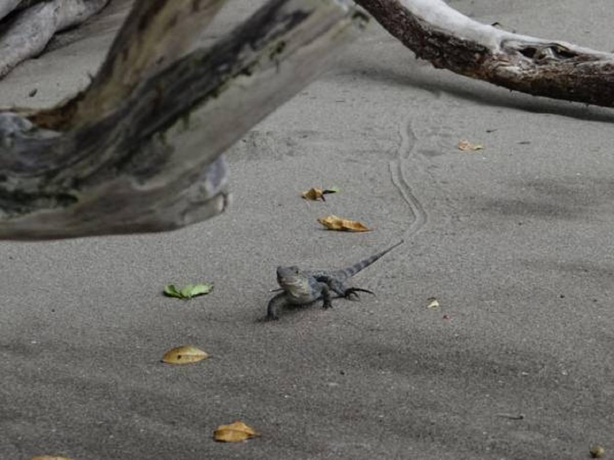 Tropical Beach أوفيتا المظهر الخارجي الصورة
